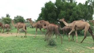 Desert Thar greenery ||herd of camels#camlemilk#rajsthanicamle#camlook #camleviral#