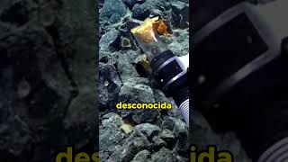 Misterioso 'Huevo de Oro' Descubierto en las Profundidades Oceánicas | Enigmas del Mar 🌊