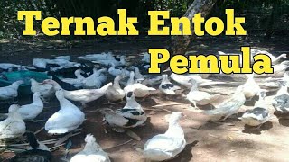 cara ternak entok untuk pemula