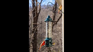 Judy's Bird Feeder - 2020