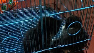 sepasang kitten fly medium adopsi live