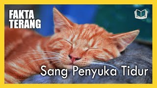 KUCING DAPAT TIDUR HINGGA 16 JAM SEHARI