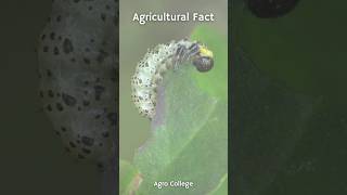 The concept of integrated pest management (IPM)    #agriculture #farming #management