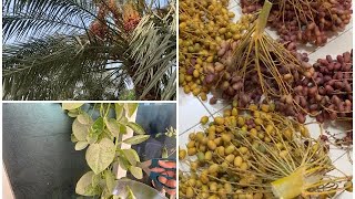 Nature walk blog |park In Dubai | dates trees | dates | spinach harvest###