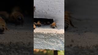 Bees Landing at Hive with Pollen #shorts #pollen #honeybee