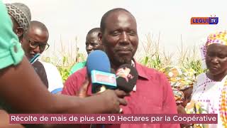 RECOLTE DE MAIS DE PLUS DE 10 HECTARES PAR LA COOPERATIVE PAR LE CHAMPION AGRICOLE NAZIROU CISSE