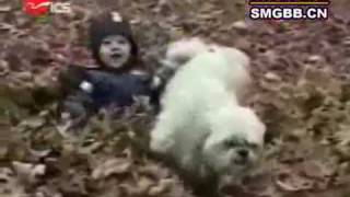 worlds funniest dogs sfw.mp4