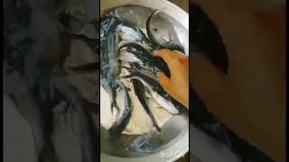 پنگا سس فش//pingasius fish