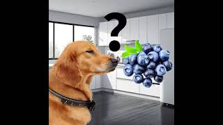 Can dogs eat blueberries?