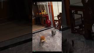 cats and dogs fighting sunny