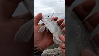 myrtle beach pier fishing #fishing #fish #surffishing #gopro #nature #sea