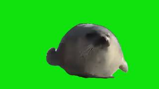 Bouncing Seal Hardstyle Meme Green Screen Chroma Key Template