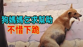 流浪狗媽媽被汽車撞傷，羊水破裂生命垂危，為救孩子不惜下跪向路人求助【人世間】