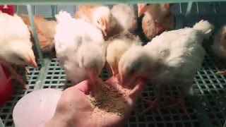 Poussins élevage à la main