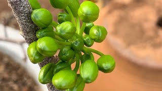 Mai siêu bông mn cần giống&bo ghép để lại sdt dưới bình luận#xuhuong #bonsai #caycanh #youtubeshorts