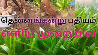 தென்னை கன்று பதியம் போடுவது எப்படி? grow coconut tree from seed@sebas2650  #youtubevideos #farmer