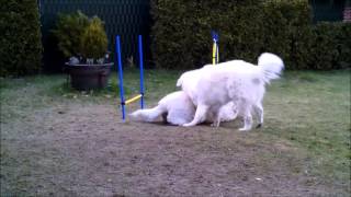 Kuvasz play