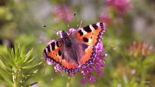 Small Tortoiseshell butterflies (Aglais urticae) on Caucasian crosswort (Phuopsis stylosa)