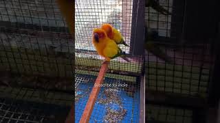 Sun Conure dance