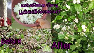 மல்லிகைசெடி தளிர் நிறைய விடும்/Malli Poo Chedi Valarpu Maintenence/Maadithottam/Terrace Garden