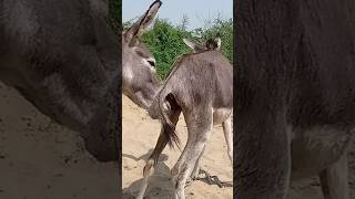 #donkey #animals #youtubeshorts #pets #shorts