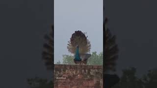 Little Peacock🦚 in Dancing Mode 😊 #peacock #peacocks #birds #beautifulbird #shortsfeed #wildlife #yt