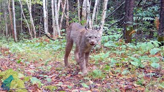 An elusive northern Minnesota lynx in the daylight