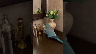 Попугай 🦜 возмущается , Калита Quaker parrot is indignant