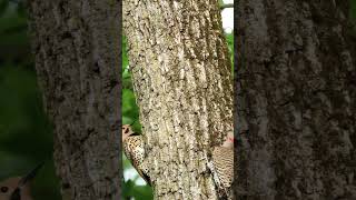 Woodpecker playing #nature #shorts