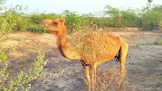 A Young Camel baby and mother eat it green tree 🎄 morning 🌄 time|| Beautiful Camel | Amazing camel