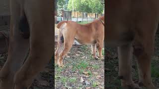 Lovely Boerboel Structure #boerboel #dog #shorts