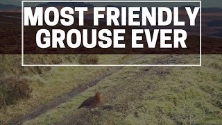 A Very Friendly,Funny Red Grouse ! Watch This.