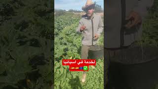 فلاحة اسبانيا🇪🇸✅🇪🇺