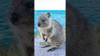 Hewan Full Senyum #quokka