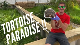 Moving Tortoises Into Paradise!! Part 2