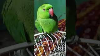 parrot ko Mobile wala bukhar #mitthu #parrot