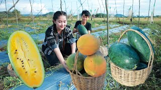 Yellow Water Melon Drinking, Mud Crab Delicious, Pick Papaya for Juicy - Cooking with Sros