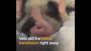 Sick Pig's Parents Do Everything They Can To Save His Life