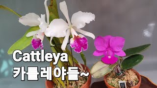 Cattleya 카틀레야들~