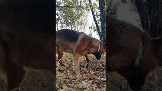 Айвус на рассвете.Охота на лис 😁 #айвус #dogs #doglover #dance #germanshepherd #немецкаяовчарка