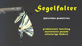 Problematic hatching, Segelfalter (Iphiclides podalirius) trilingual 4K