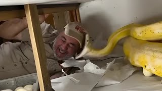 Man attacked by snake