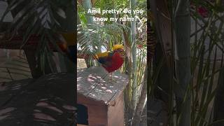 Does anyone know the name of this beautiful bird? #colombia #wildbirds