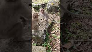 Wild monkeys playing for fun and relaxing ep150 #monkeyaction #monkeyliving #monkey