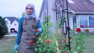 My favorite flower: the Zinnia | CulinaryGardens