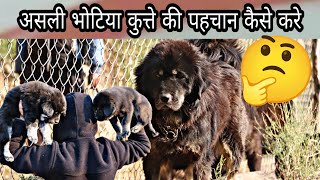 bhotia dog puppy, full information about Bhotia dog पहचान कैसे करे भोटिया कुत्ते की uttarakhand wale