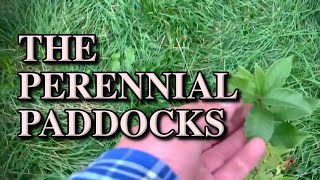 Perennial Paddocks - Video 1 - The Beginnings