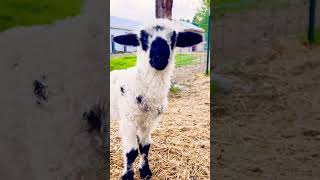 Sheep sounds. #shorts, #sheep, #lambs, #love , #wilddaisyhomestead,