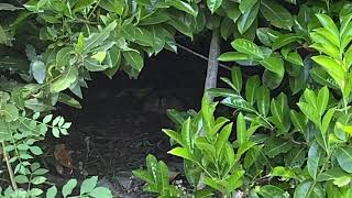 Pheasant hen incubating eggs