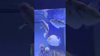 Feeding with hand after 23 second #feeding #shorts #aquarium #trigger #pirates #fish #reef #music